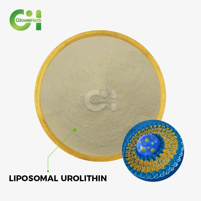 Liposomal Urolithin